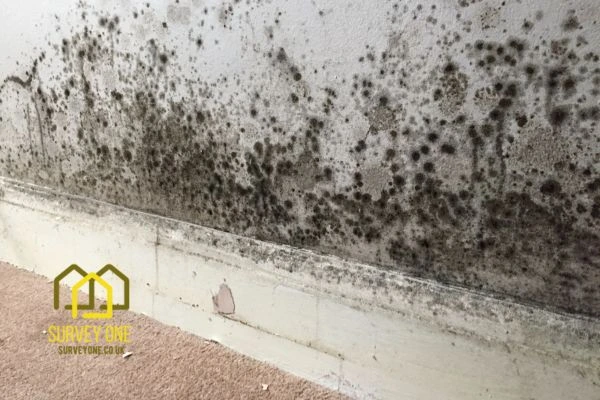 What’s the First Step to Take When You Notice Damp on a Party Wall Banbury?